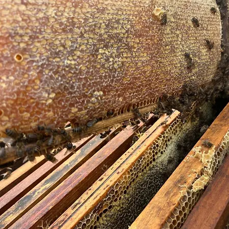 Maison Corse-du-sud Holiday home Quenza